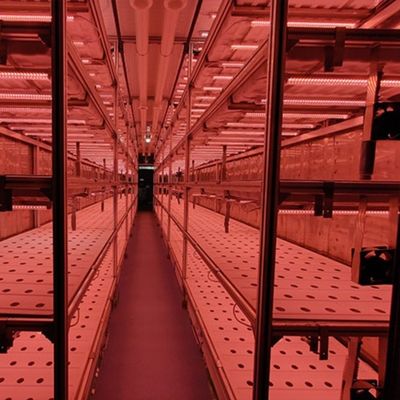 Risparmia spazio con il nostro contenitore per pesce in serra Sistema di idroponica verticale avanzato