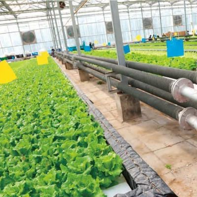 Serra a pellicola di umidità controllata in valuta statunitense per la produzione di ortaggi senza suolo