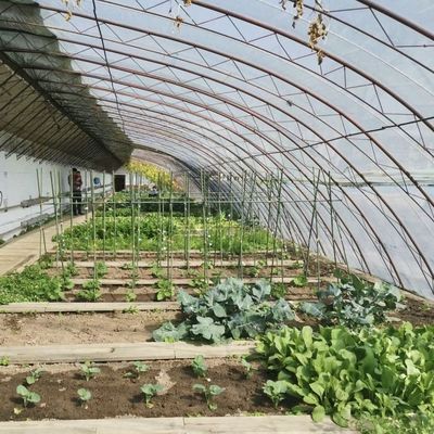 Piantagione di fiori Serra solare con struttura in acciaio doppio o singolo strato