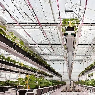 1209cm * 235cm * 239cm Contenitore agricolo verticale Serra con impianto idroponico