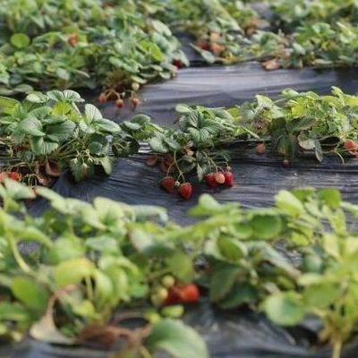 Sistema d'irrigazione Inserimento solare per ortaggi Dieta e riscaldamento temporaneo
