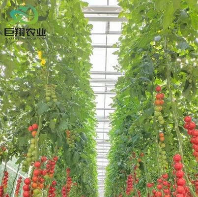 Moneta USA Juxiang Agricoltura Nft Sistema idroponico Serra di vetro per ortaggi