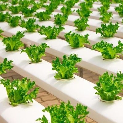 Sistema idroponico innovativo per la coltivazione in serra a pellicola Opzione di pagamento completo