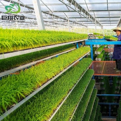 Spazio personalizzato 8m 9,6m 12m Serra per cetrioli realizzata in tubo di acciaio galvanizzato a caldo