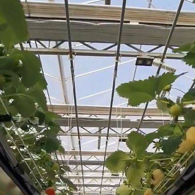 Impianto per la coltivazione idroponica di ortaggi in serra in vetro Costo di spedizione e tempo di consegna stimato