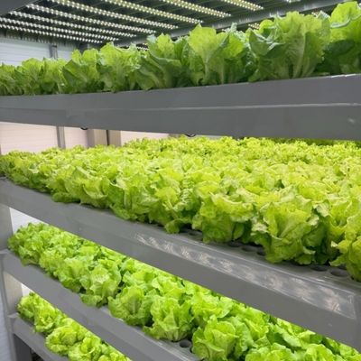 Serra per la coltivazione senza suolo della produzione su larga scala di ortaggi e frutta