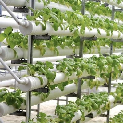 Serra per la coltivazione senza suolo della produzione su larga scala di ortaggi e frutta