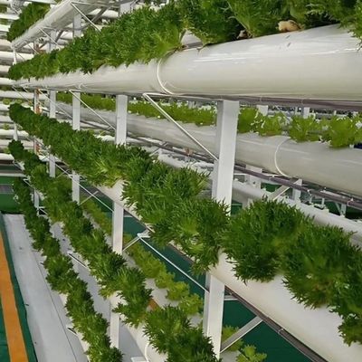 Serra per la coltivazione senza suolo della produzione su larga scala di ortaggi e frutta
