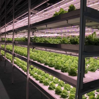 Serra per la coltivazione senza suolo della produzione su larga scala di ortaggi e frutta