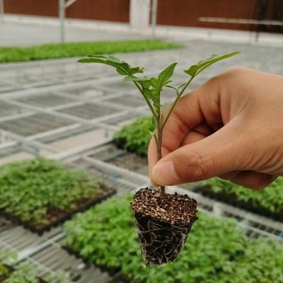 JX-A006 Serre in policarbonato di grandi dimensioni per uso commerciale e agricolo