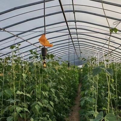 Polytunnel Tunnel di plastica Single Span serra agricola su richiesta personalizzata