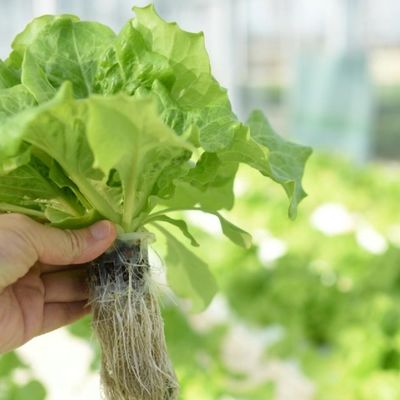 Struttura in acciaio Serra a pellicola a tunnel singolo per piantagione di fiori Peso 20.000 kg