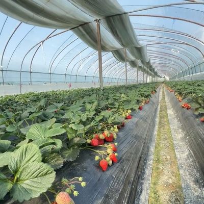 JX-A00160 Serra per irrigazione a goccia in galleria per l'agricoltura personalizzata per le vostre esigenze