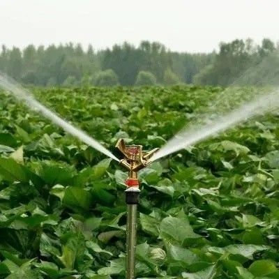 Serra per i funghi per la produzione e la coltivazione su larga scala
