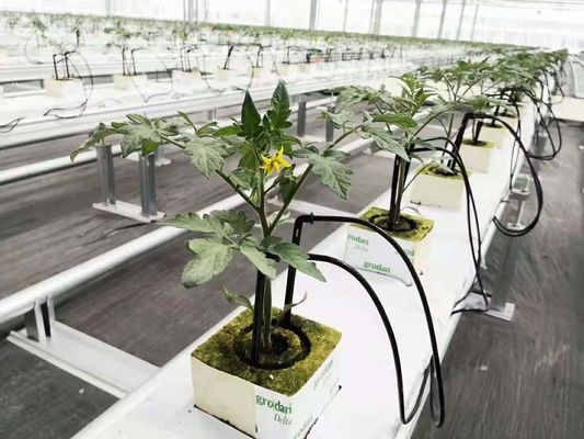 Serra per i funghi per la produzione e la coltivazione su larga scala