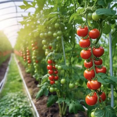 JX-A00162 Agricoltura innovativa Kit di serre per gallerie a archi Tempo di consegna stimato