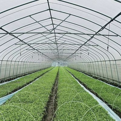 Serra economica a lunghezza singola con idroponica costi di spedizione elevati e convenienti