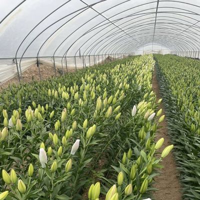 Serra economica a lunghezza singola con idroponica costi di spedizione elevati e convenienti