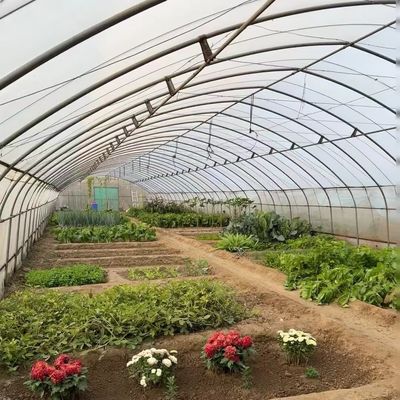 Serra economica a lunghezza singola con idroponica costi di spedizione elevati e convenienti
