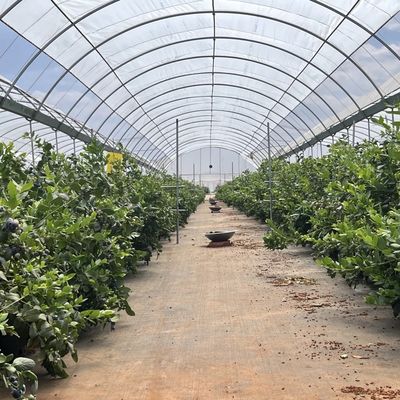 Offerta di pagamento iniziale del sistema di serre commerciale per il tunnel idroponico a prezzi accessibili