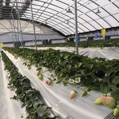 Rimborsi di 30 giorni Ricevi un rimborso per il nostro kit di serra per il tunnel agricolo multi-span