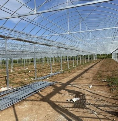 Grandi Acquicoltura Pomodoro Zucchero Fragole Hidroponica Serra con alto rendimento