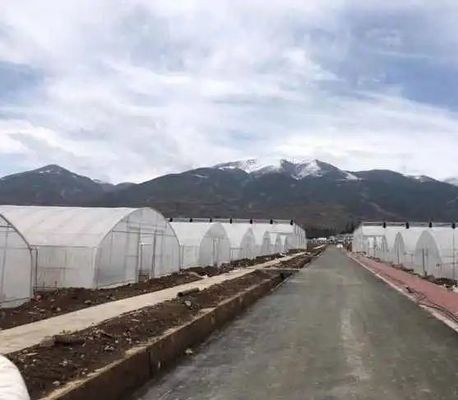 Serra commerciale multi-span di pomodori/fresche/lettuci con rivestimento in pellicola di plastica