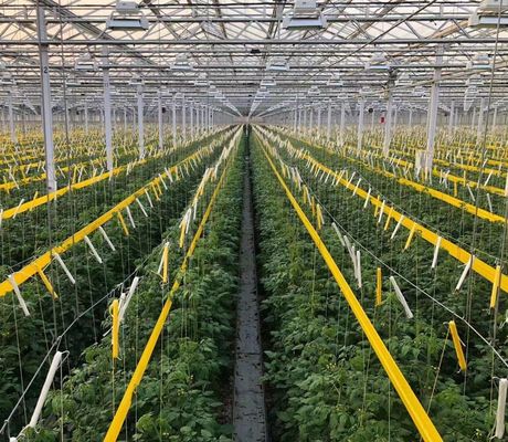 Serra commerciale multi-span di pomodori/fresche/lettuci con rivestimento in pellicola di plastica