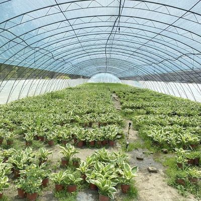 Serra commerciale a pagamento per pomodori e fragole in galleria per tubi d'acqua