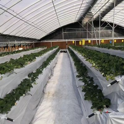 Serra commerciale a pagamento per pomodori e fragole in galleria per tubi d'acqua