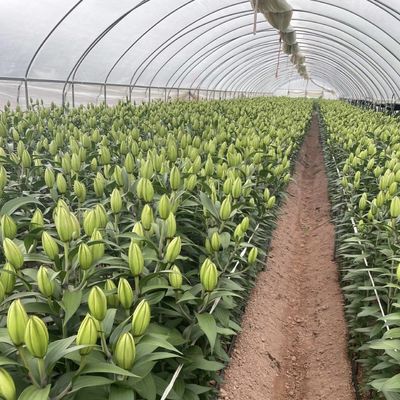 Serra commerciale a pagamento per pomodori e fragole in galleria per tubi d'acqua