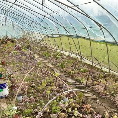 Serra commerciale a pagamento per pomodori e fragole in galleria per tubi d'acqua