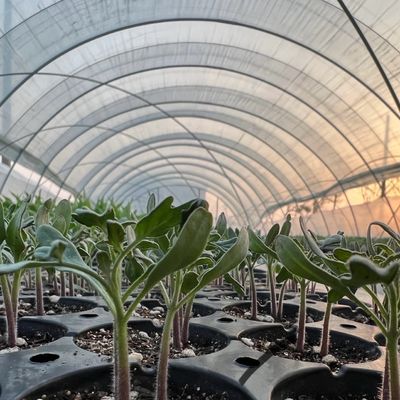 Dimensione del pacchetto: 50,00 cm * 60,00 cm * 50,00 cm Serra tunnel per agricoltura e ortaggi
