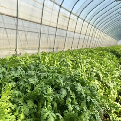 Dimensione del pacchetto: 50,00 cm * 60,00 cm * 50,00 cm Serra tunnel per agricoltura e ortaggi
