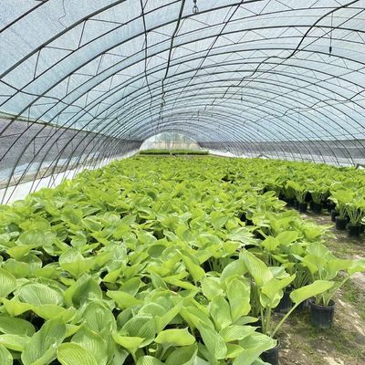 Dimensione del pacchetto: 50,00 cm * 60,00 cm * 50,00 cm Serra tunnel per agricoltura e ortaggi