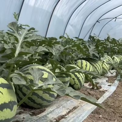 Dimensione del pacchetto: 50,00 cm * 60,00 cm * 50,00 cm Serra tunnel per agricoltura e ortaggi