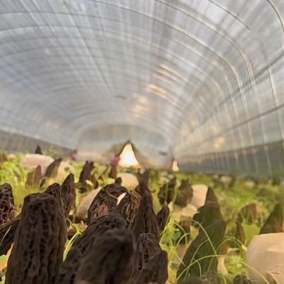 Grande pacchetto di soluzioni per serre in galleria idroponica a prezzi accessibili Peso lordo 20.000 kg