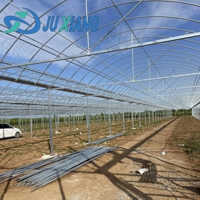Sezione H Struttura in acciaio personalizzata Progettazione di serre per le esigenze del mercato americano Multi Span