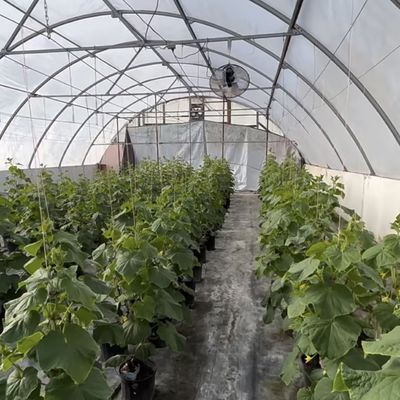 Grande pacchetto di soluzioni per serre in galleria idroponica a prezzi accessibili Peso lordo 20.000 kg
