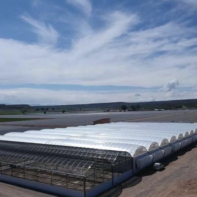 Sezione H Struttura in acciaio personalizzata Progettazione di serre per le esigenze del mercato americano Multi Span