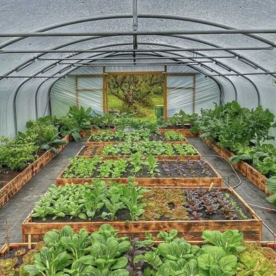 Serre a tunnel idroponica a strato singolo per l'agricoltura 30 giorni Rimborsi di restituzione