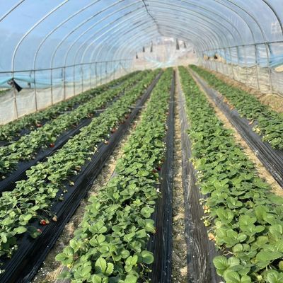 Serre a tunnel idroponica a strato singolo per l'agricoltura 30 giorni Rimborsi di restituzione