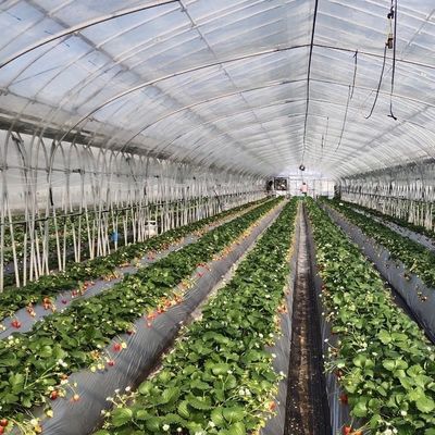 Rimborsi di ritorno convenienti per il nostro innovativo kit di serra per irrigazione a goccia