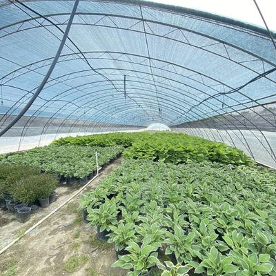 Sistema commerciale di coltivazione di coccopee in serra in galleria economica per coltivazioni migliorate