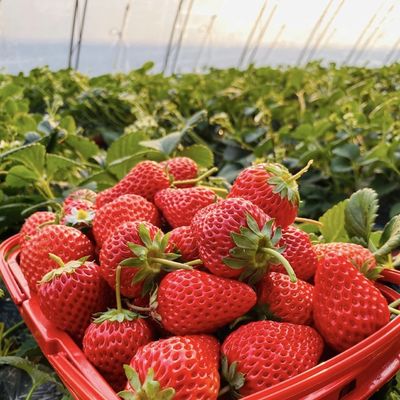 Serra per tubi d'acqua per l'agricoltura e per la coltivazione di ortaggi in serra