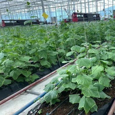 Sistema idroponico a metri quadrati per la produzione su larga scala di ortaggi e fiori