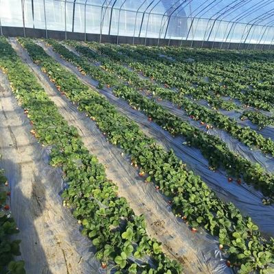 Sistema idroponico a metri quadrati per la produzione su larga scala di ortaggi e fiori