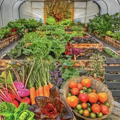 Serra a tunnel a arco singolo grande JX-A00182 per la produzione vegetale durante tutto l'anno