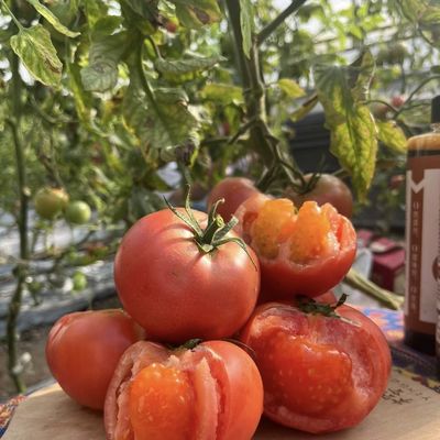 Struttura in acciaio Agricoltura Multi Span Serra idroponica con facile installazione