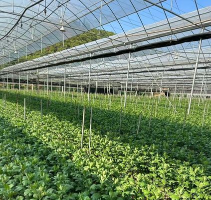 Moneta USA JX-A0023 Serra a pellicola multi-span per piantare lattuga di cetriolo Tomota
